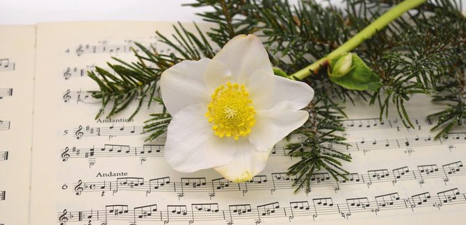 Christmas Rose on Music Score Image A Christmas rose and Christmas tree twigs rest on top of a music score.